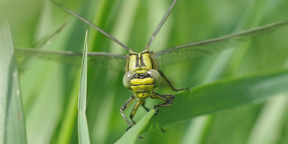 Las libélulas, cosas curiosas sobre este fascinante insecto