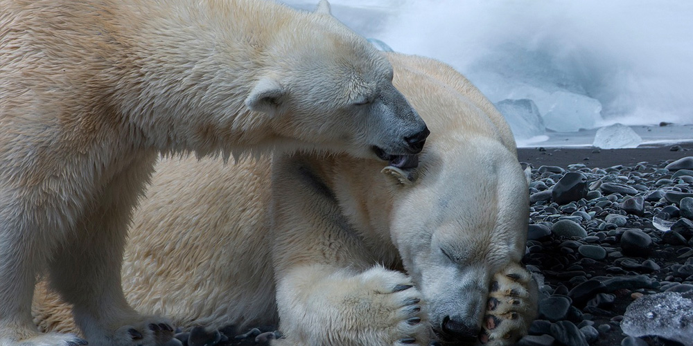 Animales en peligro de extinción que quizá no sabías que lo estaban